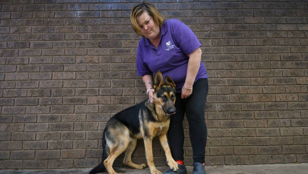 Tamworth Heaven Can Wait Tierheim fordert Hilfe bei der Bezahlung der Hüftoperation für Remington-Schäferhunde |  Der Chef der Tageszeitung im Norden