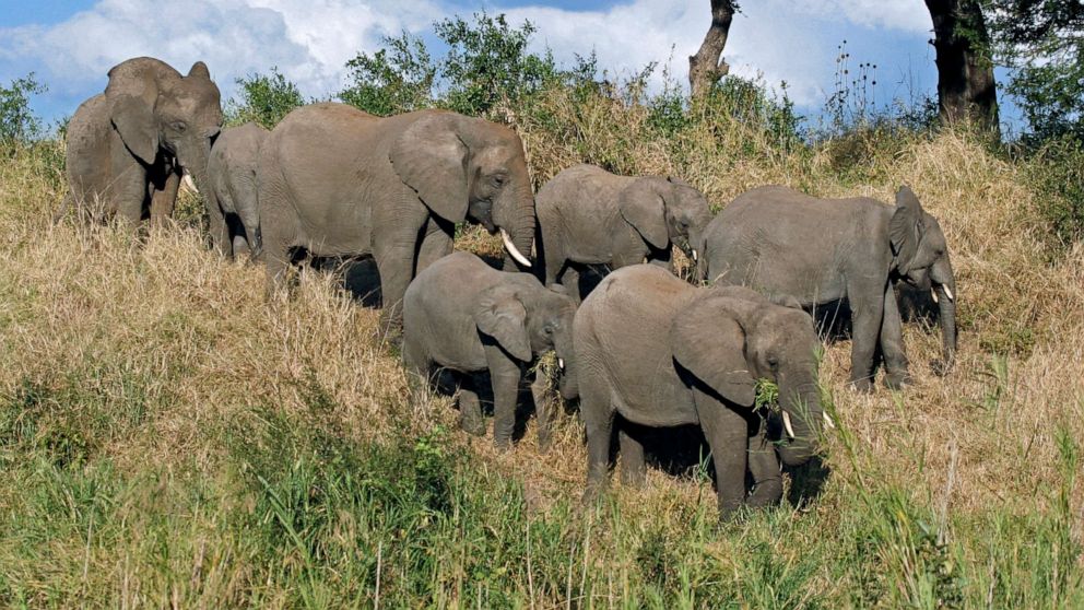 Angeblicher Wilderer in Südafrika von Elefanten getötet