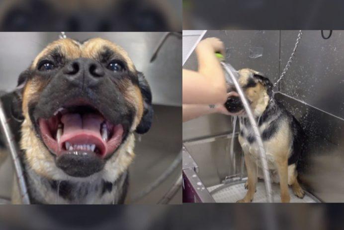 TikTok brach beim Video des Groomers eines seltenen und "einzigartigen" Hundes zusammen: "Wer hat das gephotoshoppt?"