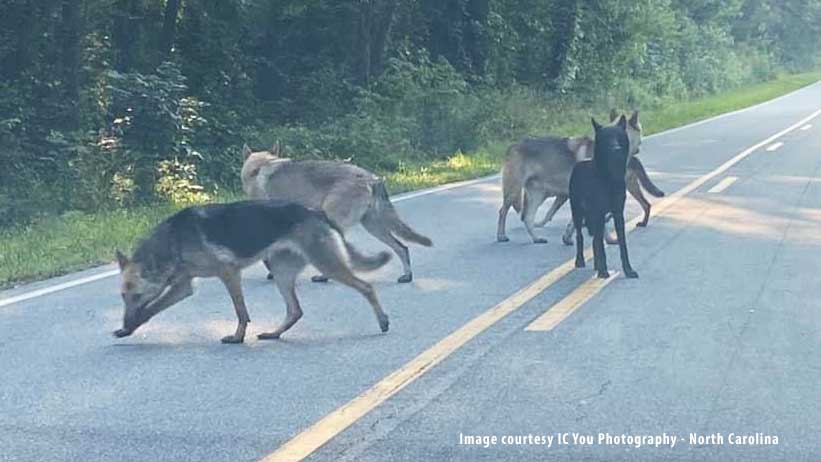 Wolf-Deutscher Schäferhund-Hybriden in Orange County gesichtet, immer noch auf freiem Fuß