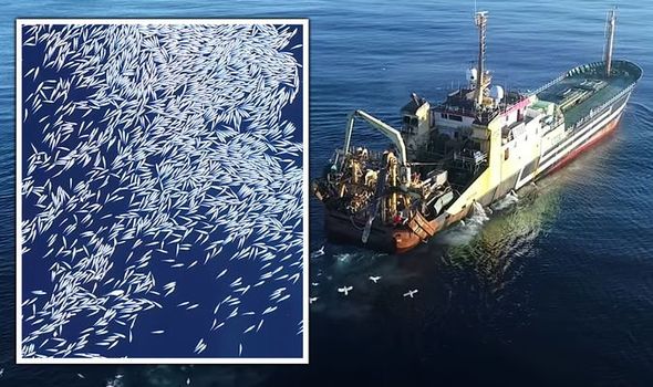 Deutscher Supertrawler: Bilder zeigten Tausende toter Fische, die im Kielwasser des Schiffes zurückgelassen wurden