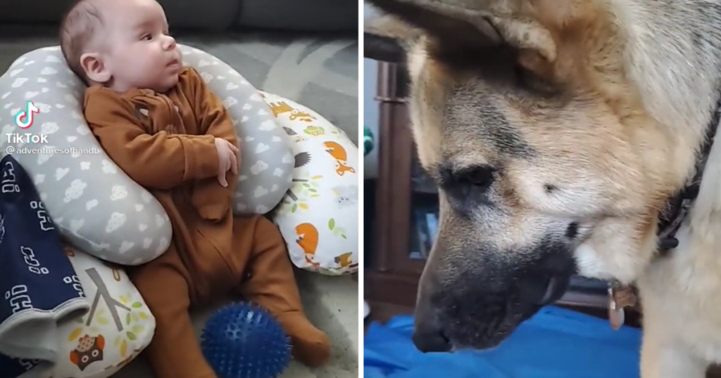 Eifriger Deutscher Schäferhund versucht, mit Baby in urkomischem Video zu spielen