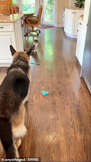 Deutscher Schäferhund Anya liebt nichts mehr, als ihrer besten Freundin Kitten Munchie ihr Lieblingsspielzeug zu bringen und ihn dazu zu bringen, mit ihr zu spielen