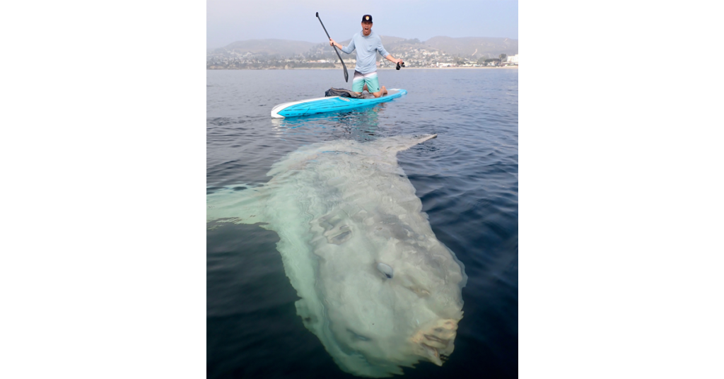 Heilige Mola!  Beobachten Sie, wie dieser kolossale Mondfisch mit Paddleboardern vor der kalifornischen Küste schwimmt |  Intelligente Nachrichten