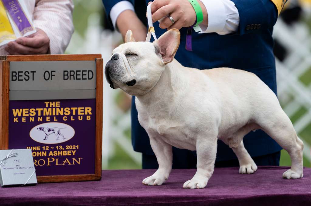 Virus verschiebt die jährliche Hundeausstellung des Westminster Kennel Club - Boston News, Weather, Sports
