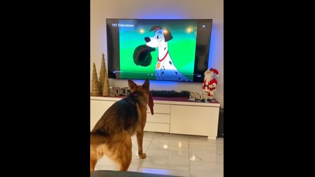 Doggo kopiert 101 Dalmatiner-Szene, während er einen Film im Fernsehen sieht |  Tendenz