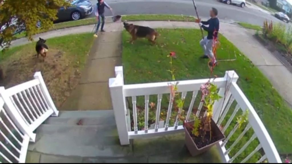 Video von Deutschen Schäferhunden, die ein Ehepaar aus dem New Hyde Park umkreisen, macht Nachbarn nervös