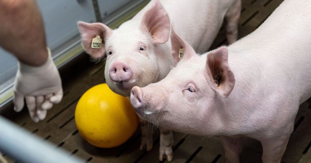 Deutsche Forscher werden in diesem Jahr Schweine für menschliche Herztransplantationen züchten