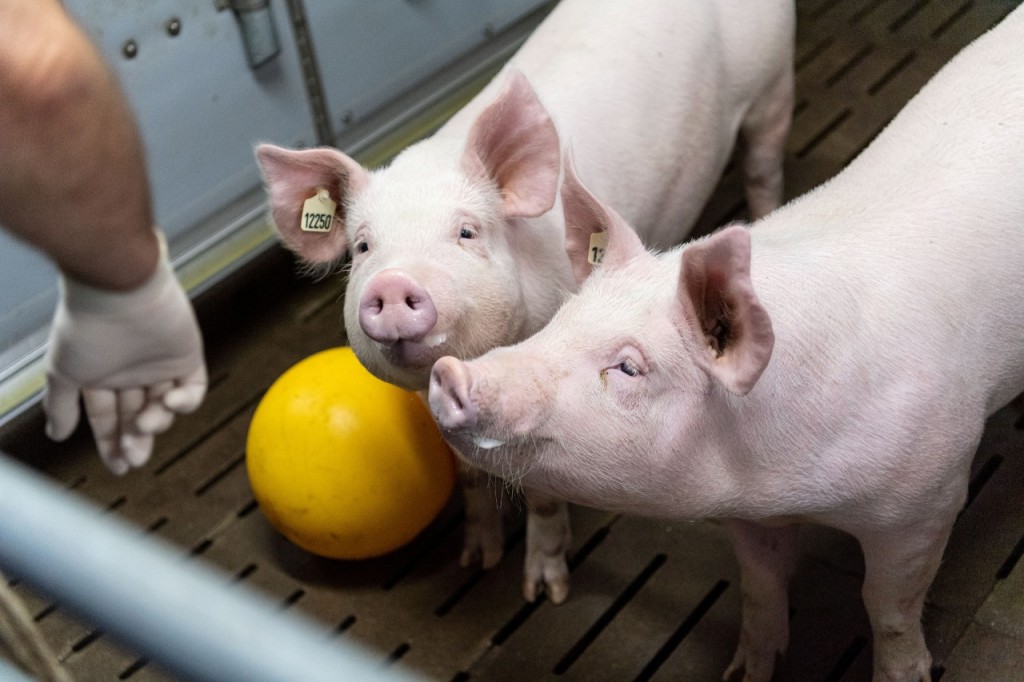 Deutsche Forscher züchten dieses Jahr Schweine für menschliche Herztransplantationen