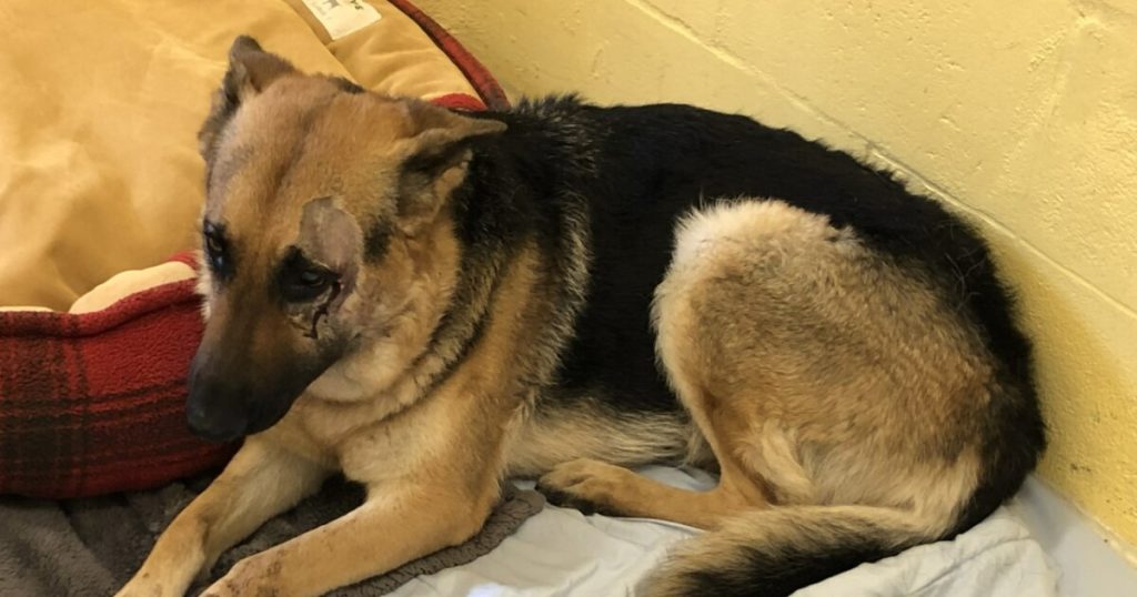 Deutscher Schäferhund im Palm Beach County ins Gesicht geschossen