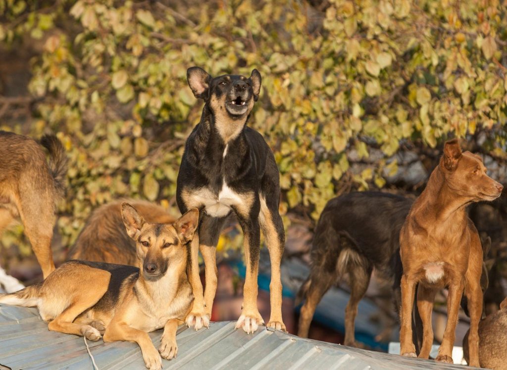 Hier sind die 10 tapfersten, entzückendsten Hunderassen – mutige und schöne Welpen, darunter der Deutsche Schäferhund