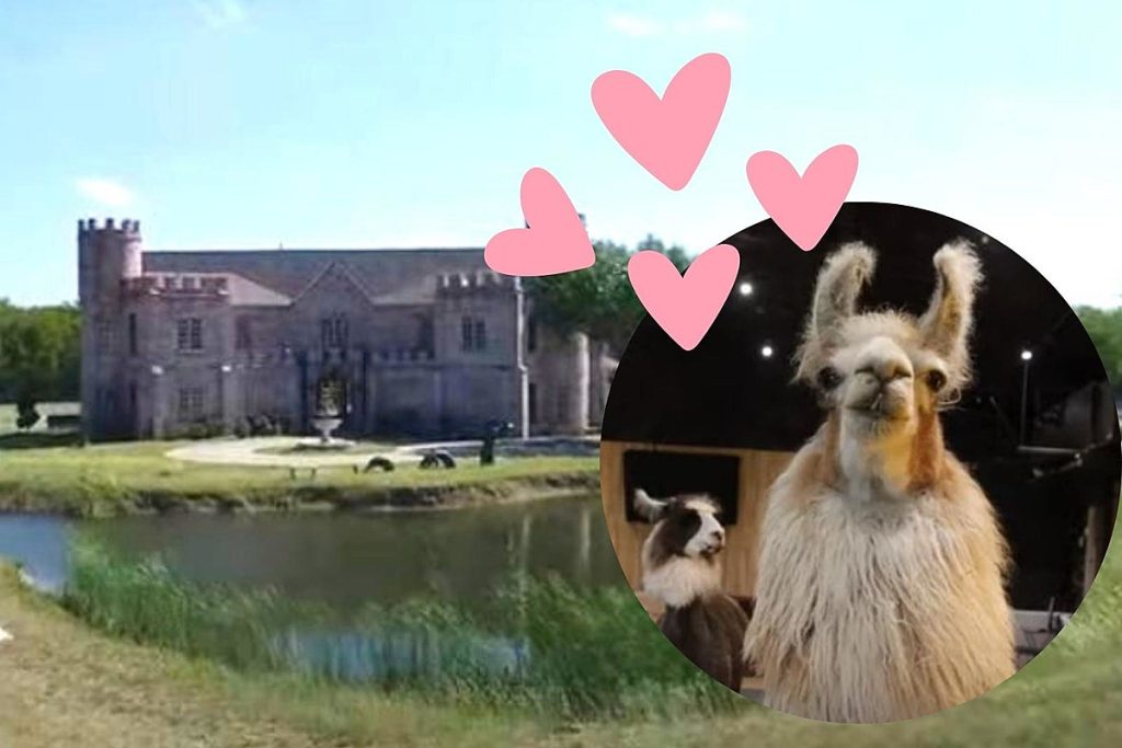 Eine von Lamas beherrschte Burg erwartet Sie – nur 90 Minuten von Tyler entfernt
