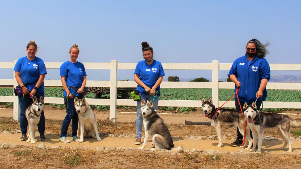 SB Humane startet Trainingskurse für zwei Hunderassen