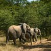 Angegriffene Elefanten haben einen unwahrscheinlichen Verbündeten: künstliche Intelligenz 