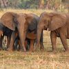 Elefanten wurden aufgrund der Elfenbeinwilderei wehrlos, wie Studienergebnisse zeigen