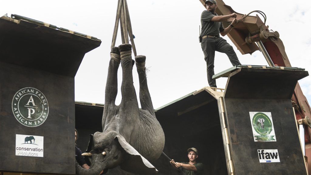 In Malawi werden 250 Elefanten vorsichtig in einen größeren Park gebracht: NPR