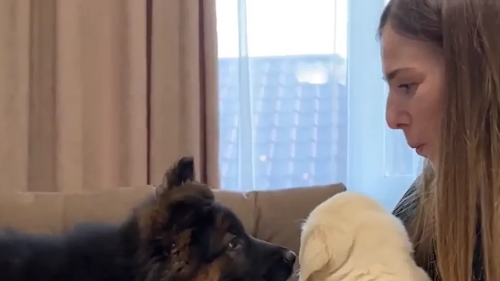 Deutscher Schäferhund trifft zum ersten Mal auf Golden Retriever-Welpen, sehen Sie sich ein entzückendes Video an