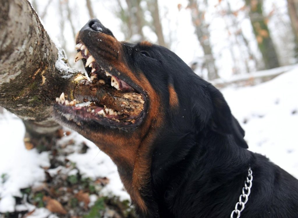 Hunde mit starken Bissen: Hier sind die 11 entzückenden Hunderassen, die die stärksten Bisse haben - einschließlich des tapferen Deutschen Schäferhundes 🐶