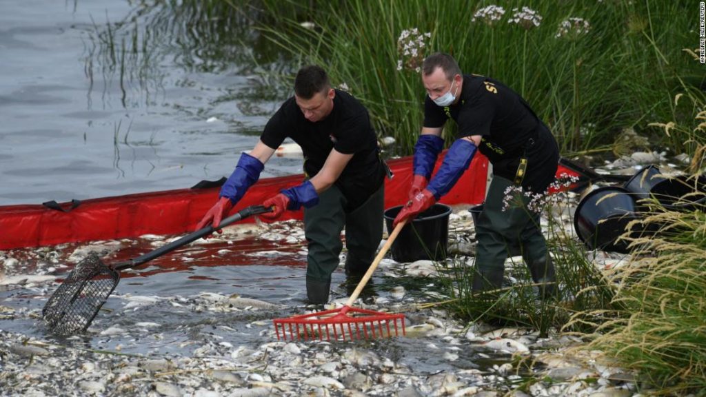 Massives Fischsterben in einem deutsch-polnischen Fluss wird auf einen unbekannten Giftstoff zurückgeführt
