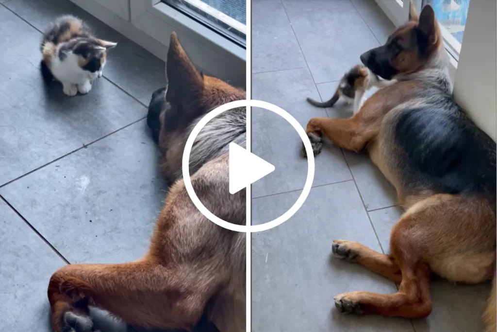 Deutscher Schäferhund will nur schlafen, aber dieses Kätzchen hat andere Pläne