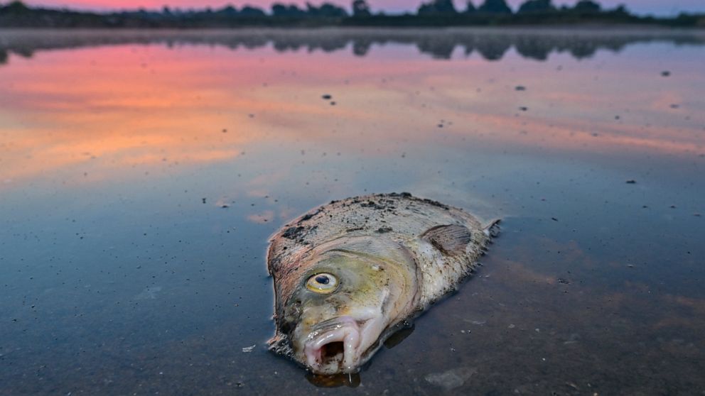 A dead fish lies in the shallow water of the German-Polish border river Oder in Lebus, Germany, Thursday, Au. 18, 2022. Germany says several substances seem to have contributed to a massive fish die-off in the Oder River that forms much of the countr