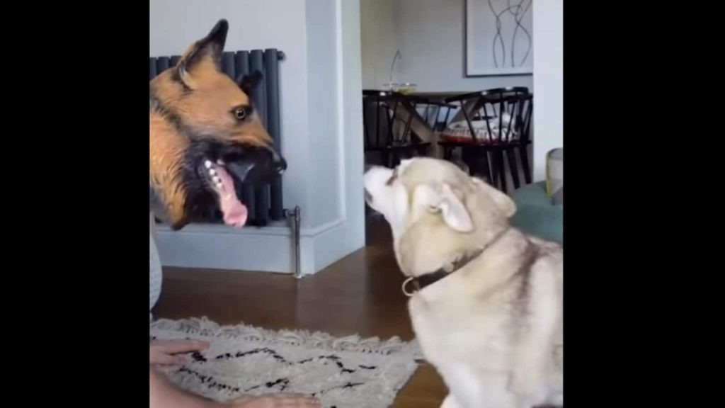 Ein Mann spielt Doggos mit einer Schäferhundmaske einen Streich.  Beobachten Sie ihre urkomische Reaktion |  Tendenz