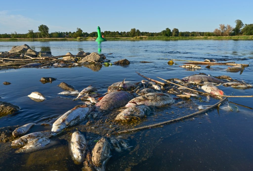 Umweltkatastrophe verursacht massives Fischsterben in Deutschland