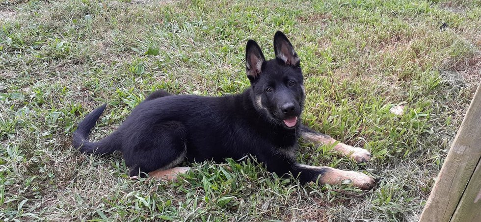 die Suche nach einem vermissten Deutschen Schäferhund-Mischling in der Landschaft von Ozark