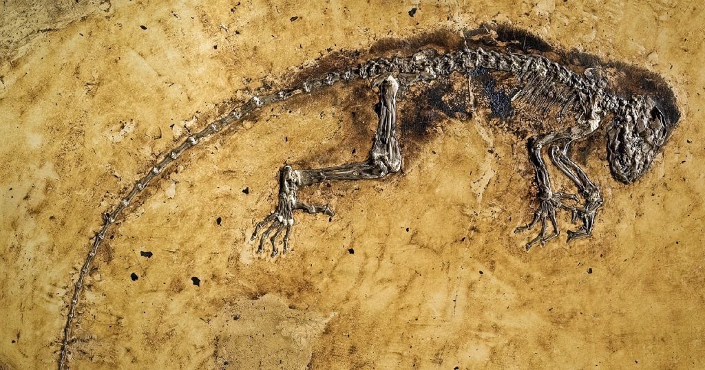 Fossil Friday: Darwinius, oder wie ein frommer Wunsch ein fehlendes Glied macht