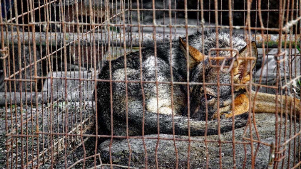 Behörden beschlagnahmen über 30 Deutsche Schäferhunde im Landkreis Putnam
