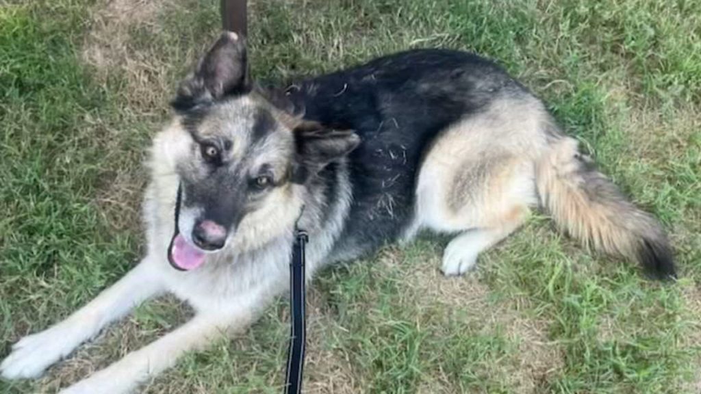 Texas-Hund gefunden: Familie fassungslos, als ihr gestohlener Deutscher Schäferhund „Sheba“ fünf Jahre später in Texas Panhandle gefunden wurde