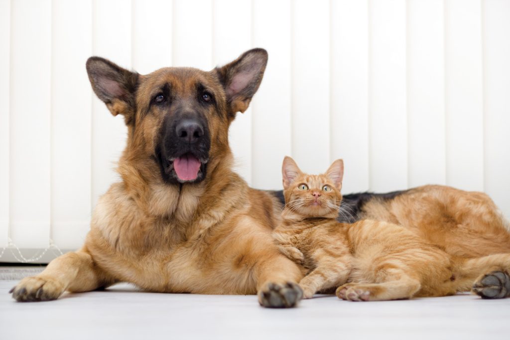 dog making friends with cats melts hearts